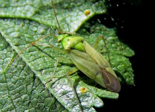 Closterotomus norwegicus